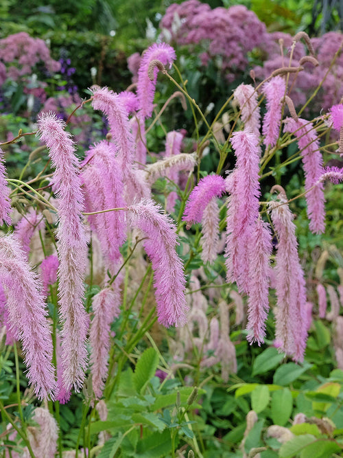 Sanguisorba Lilac Squirrel (Great Burnet)