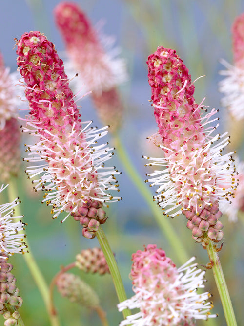 Sanguisorba Pink Tanna (Great Burnet)