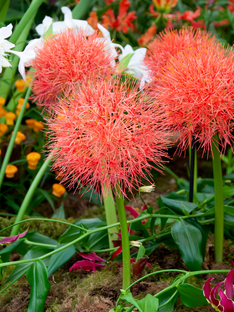 lily ball flower 1 bulb