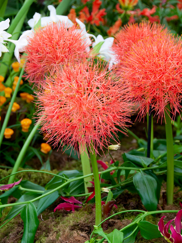 Scadoxus Multiflorus (Blood Lily)