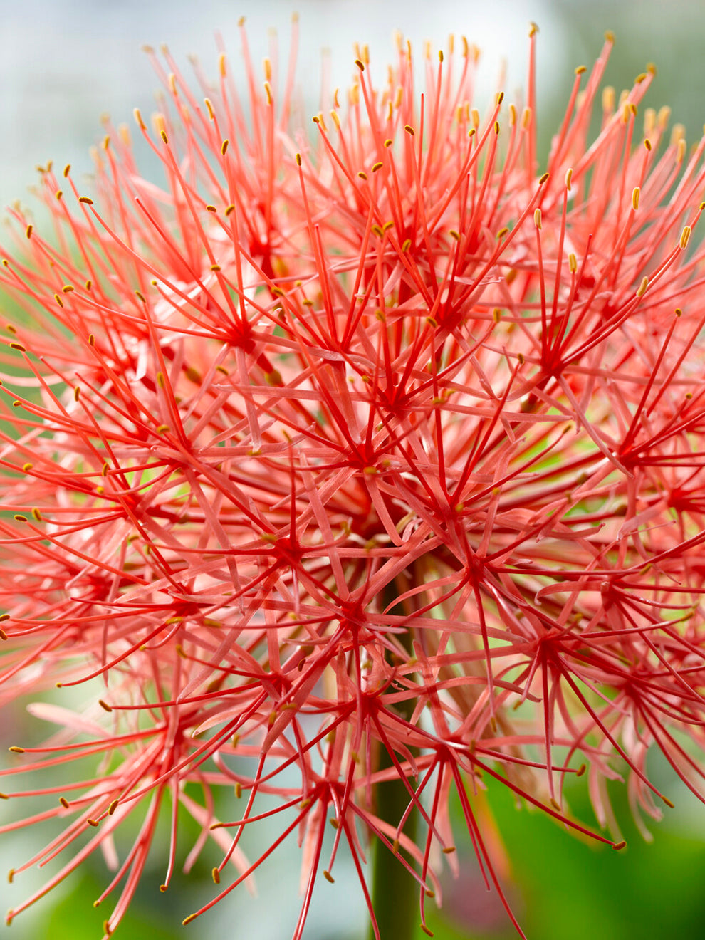 blood red lily flower Scadoxus Multiflorus (Blood Lily)
