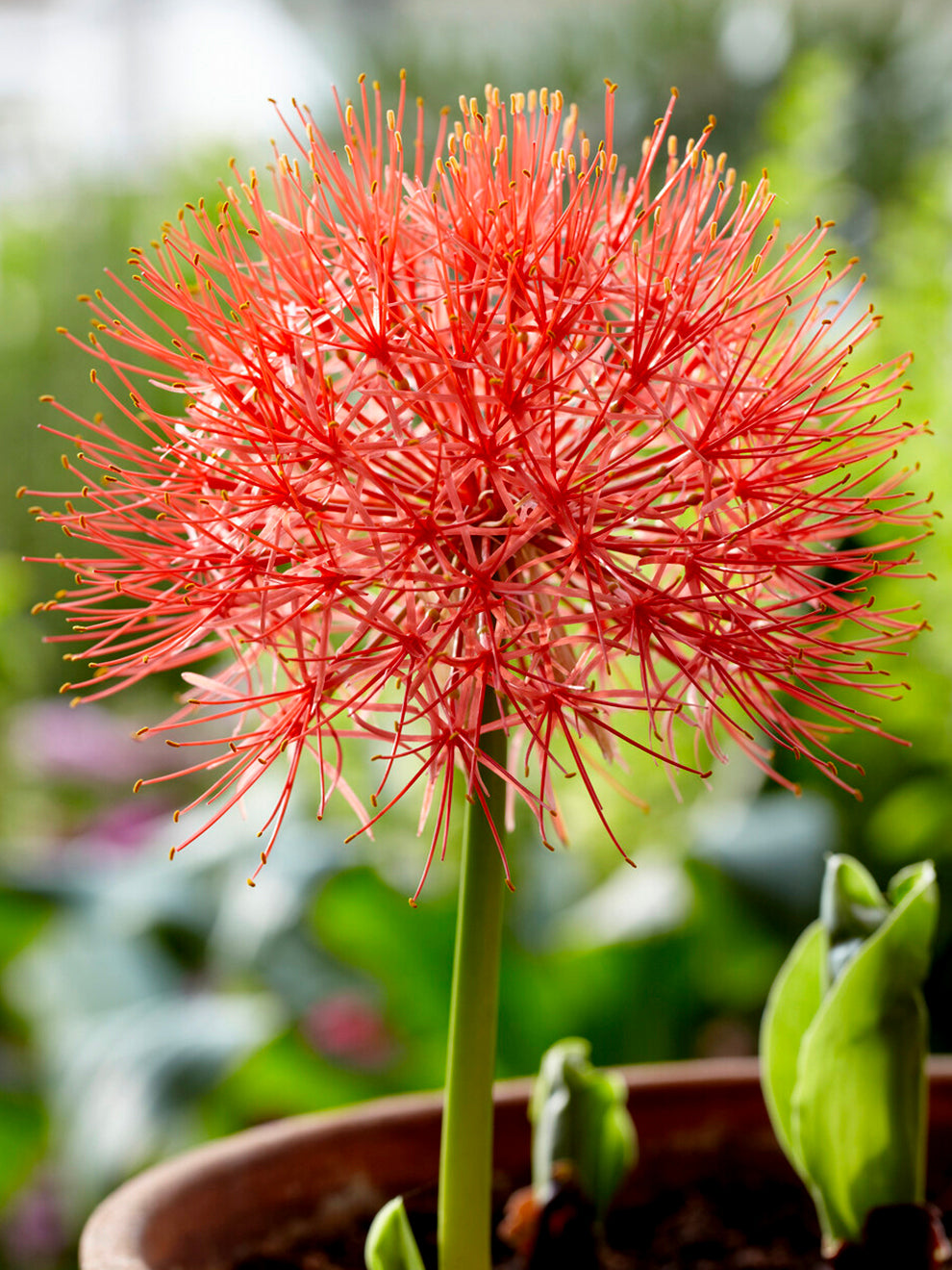 blood red lily flower 1 bulb