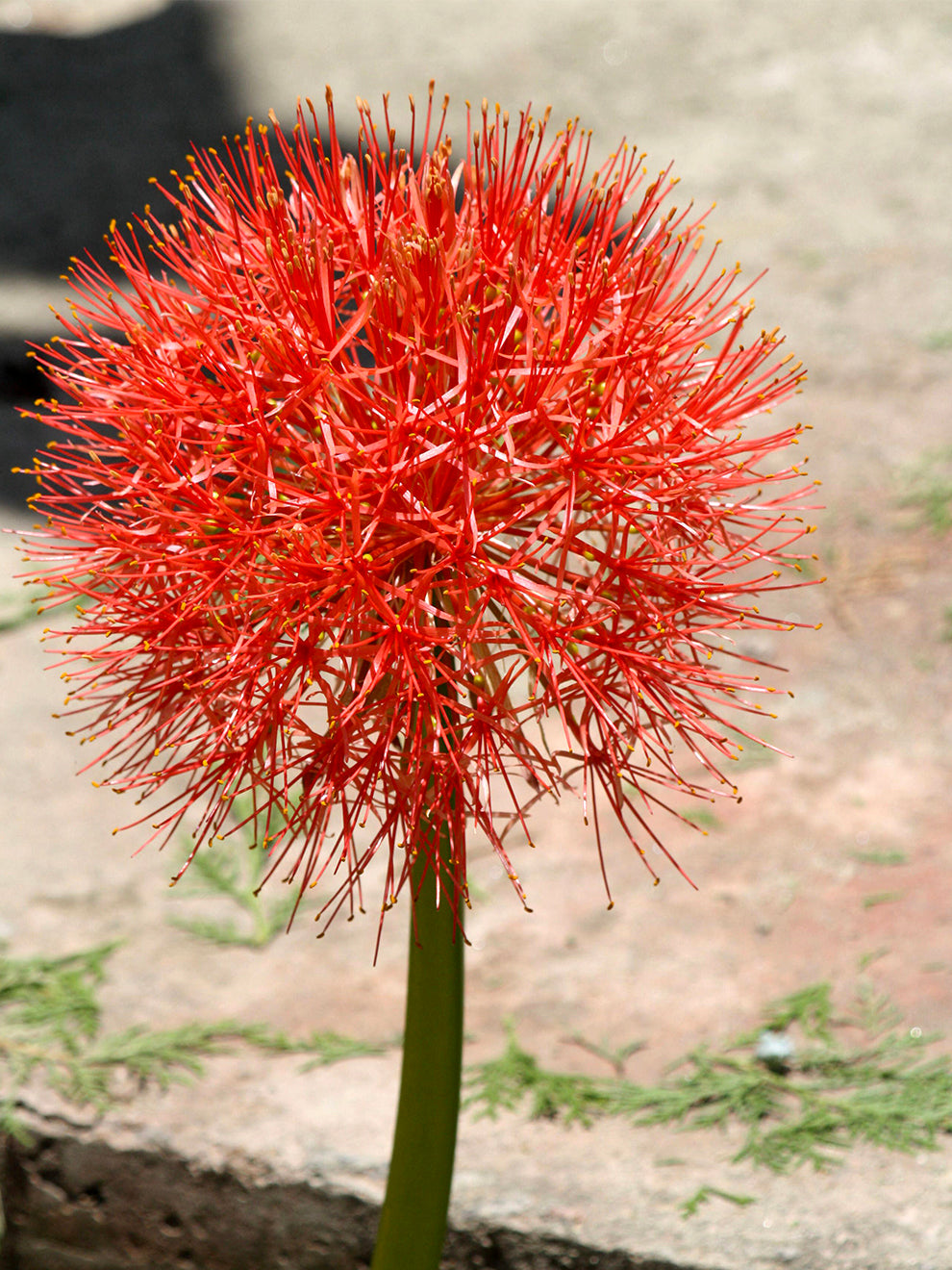 ball lily flower 1 bulb