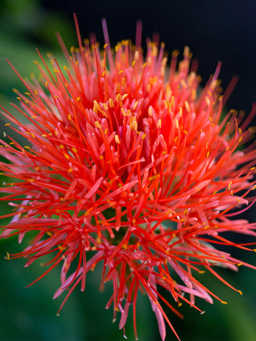 Scadoxus Multiflorus (Blood Lily)