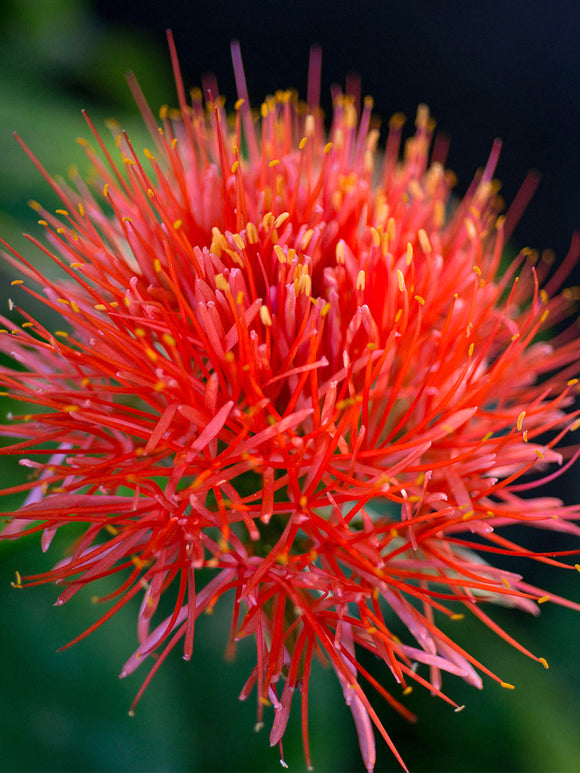 Scadoxus Multiflorus (Blood Lily)