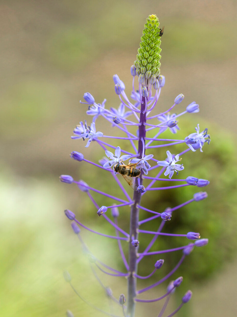 scilla lilio-hyacinthus flower Scilla 'Blue Arrow' | Buy Scilla Bulbs Online