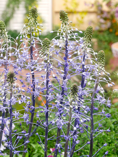 Scilla hyacinthoides ‘Blue Arrow’