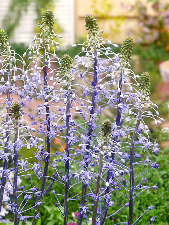 Scilla hyacinthoides ‘Blue Arrow’