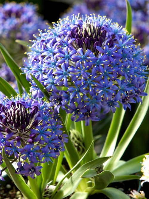 Scilla peruviana also known as Portuguese Squill