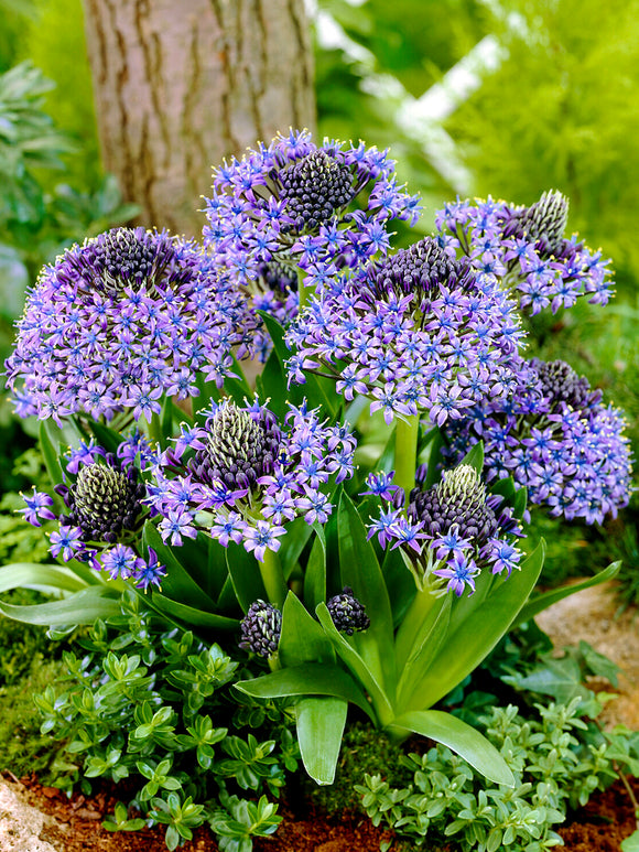 Scilla peruviana also known as Portuguese Squill