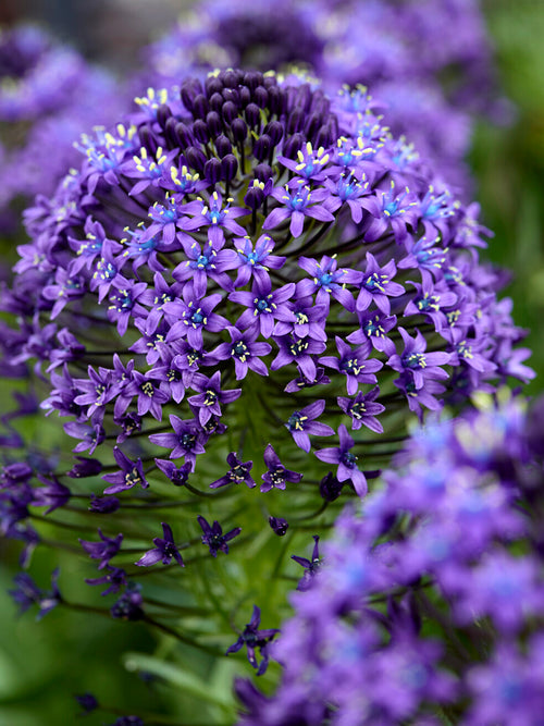 Scilla peruviana also known as Portuguese Squill