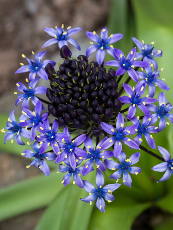 Scilla peruviana also known as Portuguese Squill