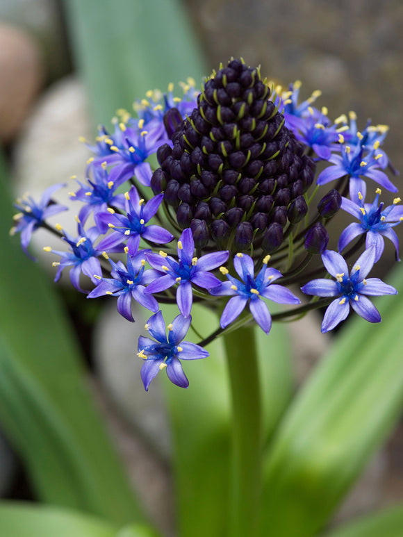 Scilla peruviana also known as Portuguese Squill