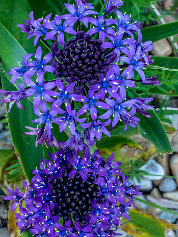 Scilla peruviana also known as Portuguese Squill
