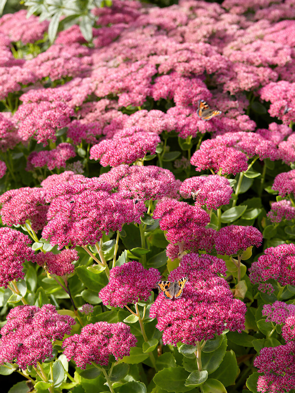 Sedum Autumn Joy Flowering sedum-autumn-joy-flowering