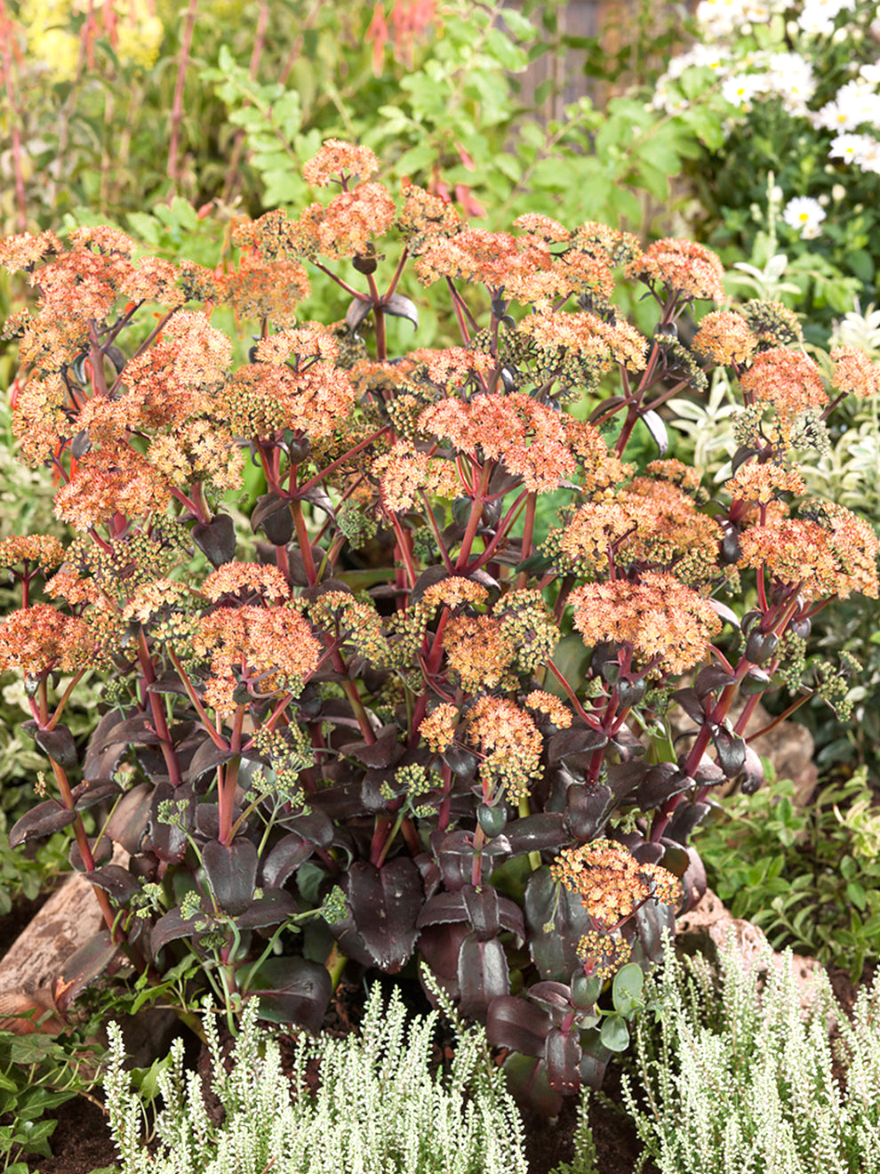 orange sedum succulent 1 Bare Root