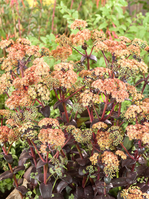 Sedum Orange Xenox (Stonecrop)