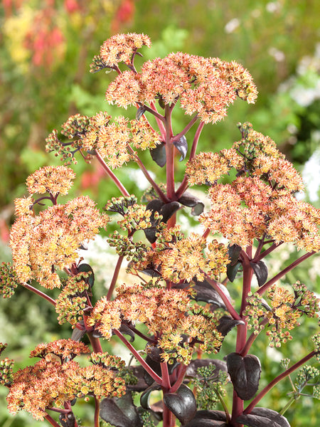 orange sedum succulent Sedum Orange Xenox (Stonecrop)