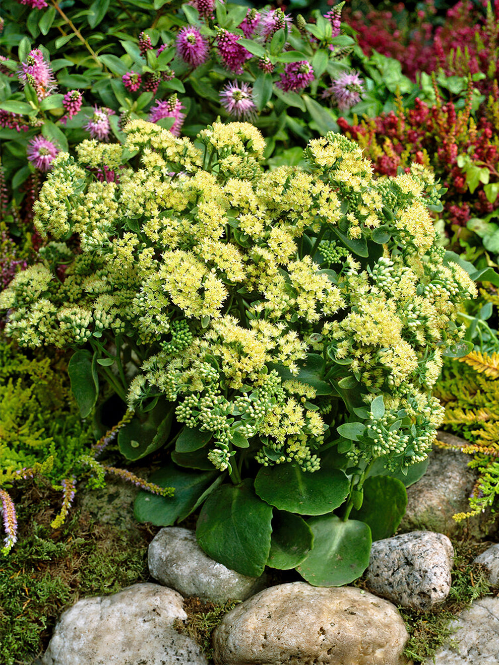 lemon jade sedum plant Sedum Sunkissed (Stonecrop)