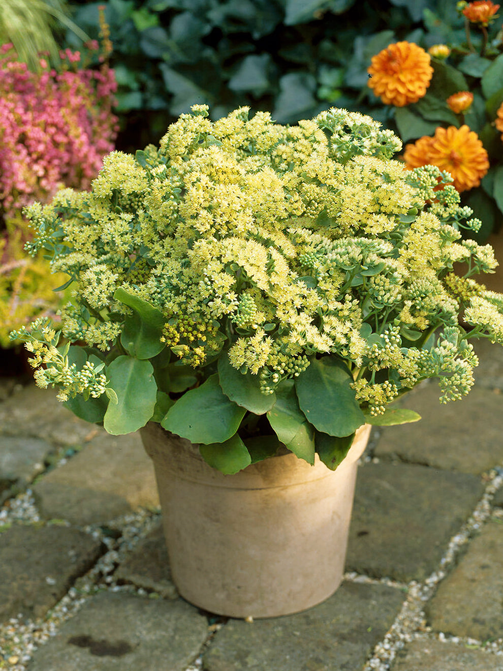 lemon jade sedum plant Sedum Sunkissed (Stonecrop)
