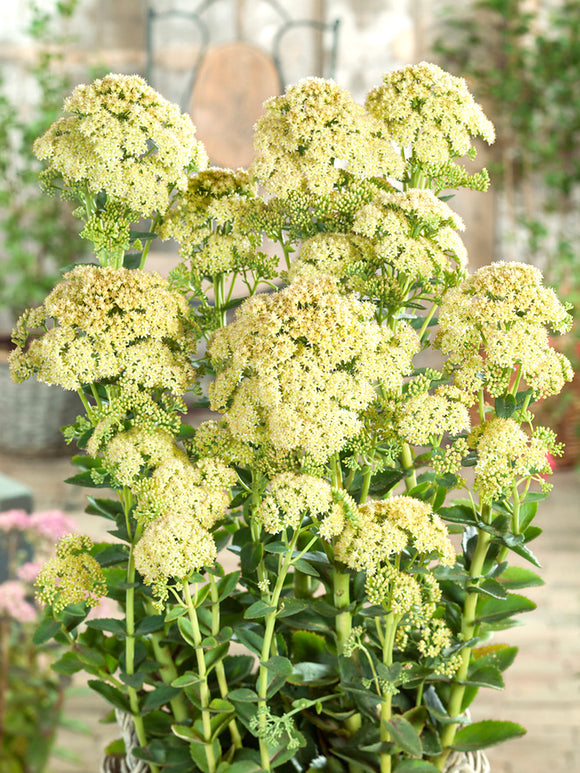 Sedum Sunkissed