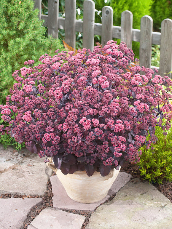 Buy Sedum Xenox (Stonecrop) bare roots