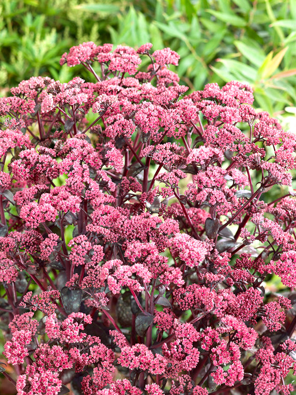 Sedum Xenox (Stonecrop)