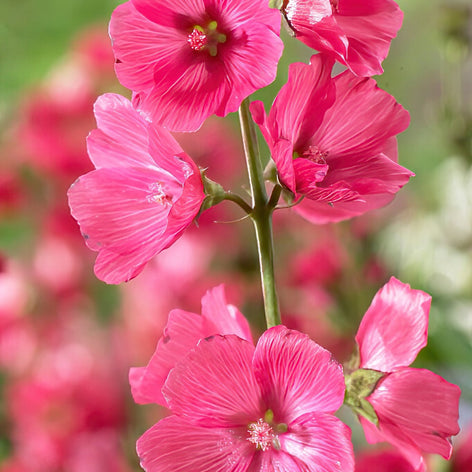 Buy Sidalcea Rose Bouquet Bare Roots