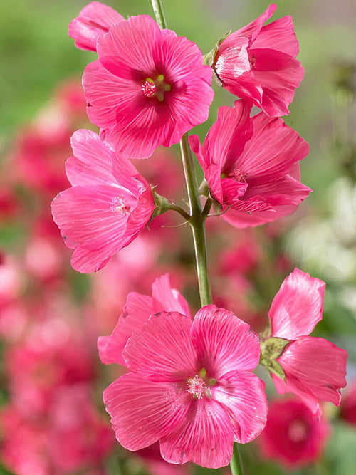 Buy Sidalcea Rose Bouquet Bare Roots