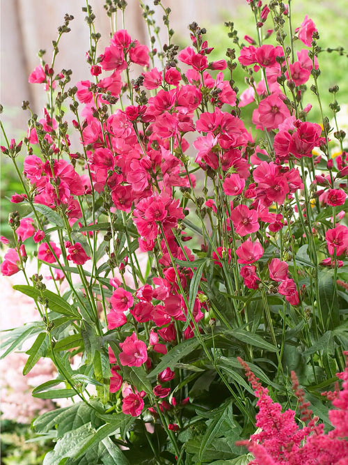 Sidalcea Rose Bouquet Bare Roots