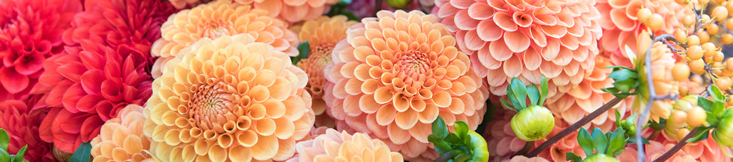 DISCOVER 180+ DAHLIAS