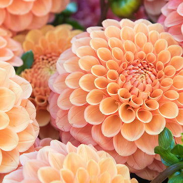 DISCOVER 180+ DAHLIAS