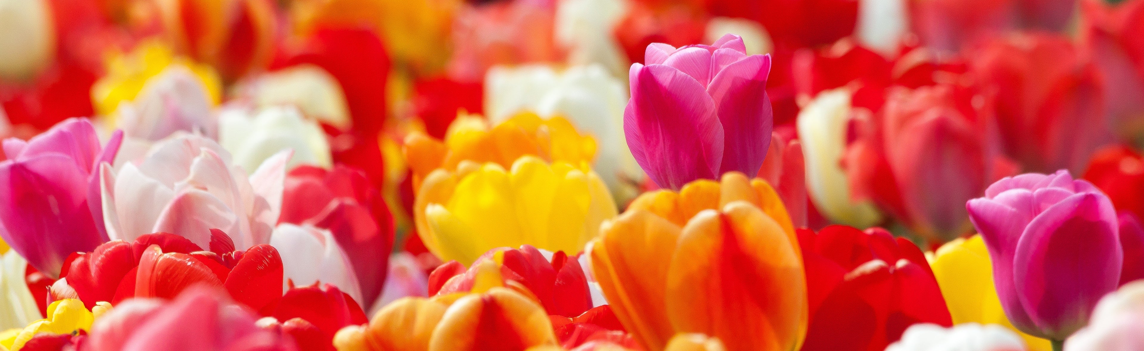 Top Quality Flower Bulbs at Wholesale Pricing DutchGrown™