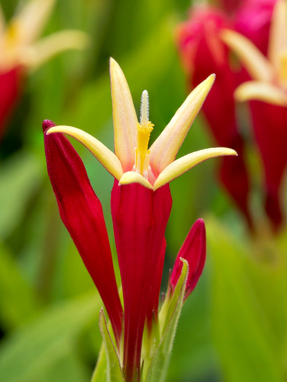 Spigelia marilandica Little Redhead (Indian Pink)