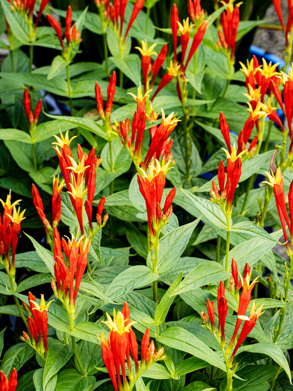 Spigelia marilandica Little Redhead (Indian Pink)