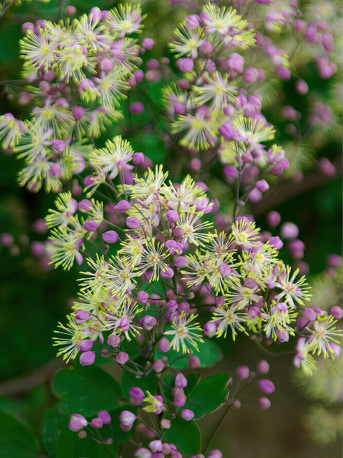 Thalictrum Anne (Meadow Rue) Bare Roots