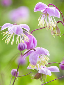 Thalictrum Delavayi (Chinese Meadow Rue)