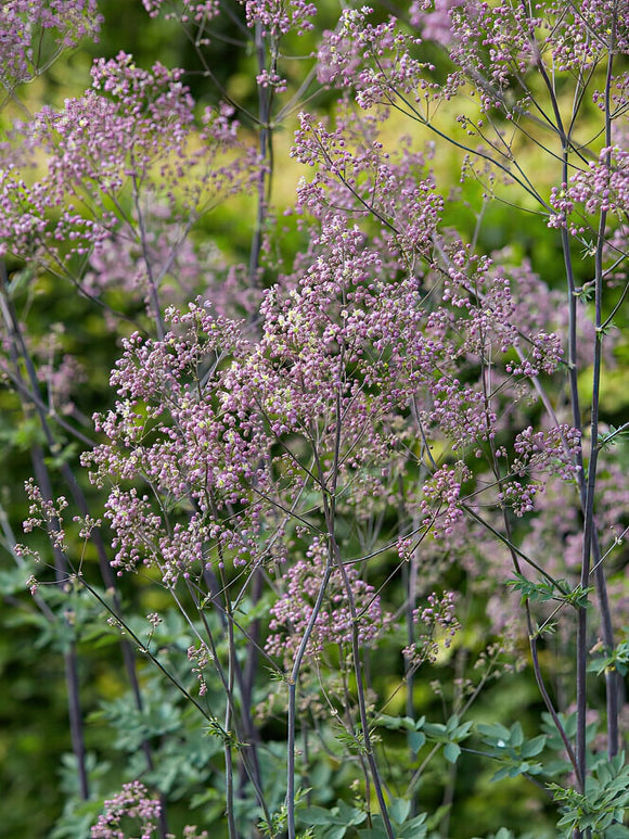 Thalictrum Elin (Meadow Rue)