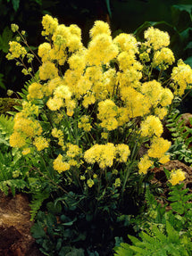 Thalictrum Flavum (Glaucous leaved yellow rue)