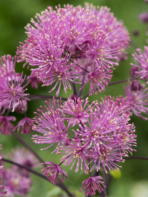 Thalictrum My Little Favourite (Meadow Rue)