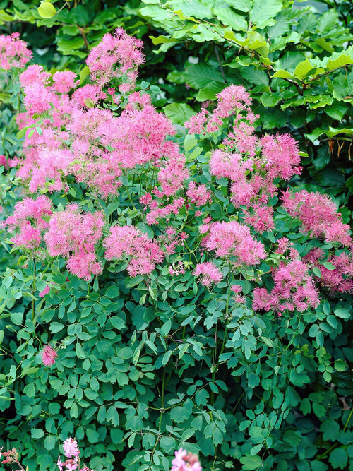 Thalictrum Thundercloud (Meadow Rue) Bare Roots