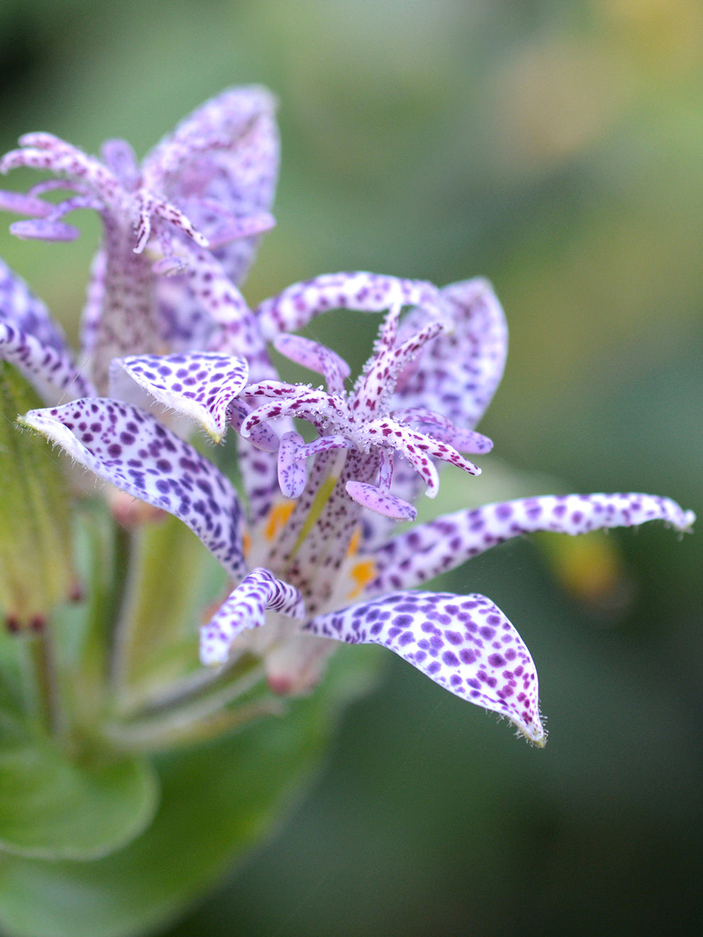 blue and white lily Tricyrtis Blue Wonder (Toad Lily)