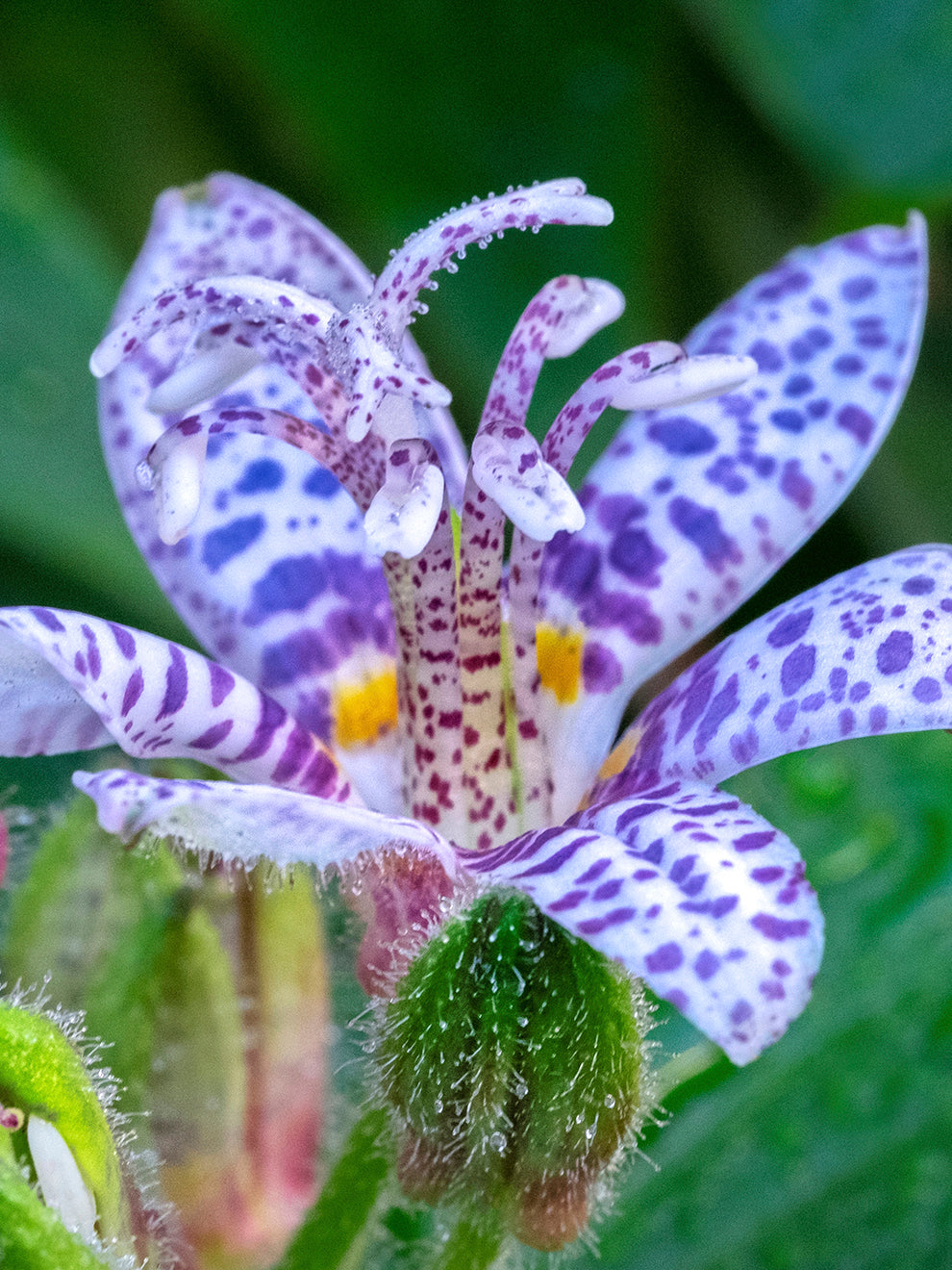 blue lily of the valley flower Tricyrtis Blue Wonder (Toad Lily)