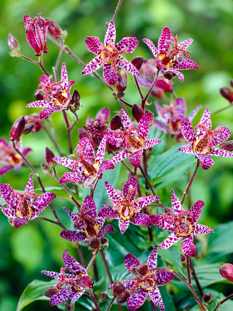 toad lily flower Tricyrtis Macropoda (Toad Lily)