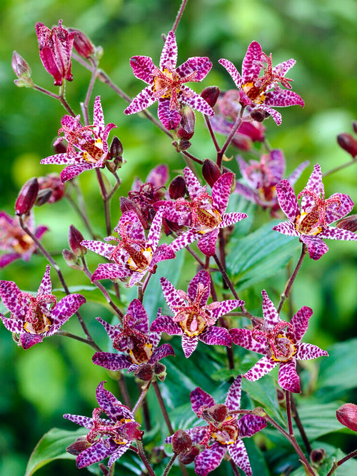 Tricyrtis macropoda (Toad Lily)