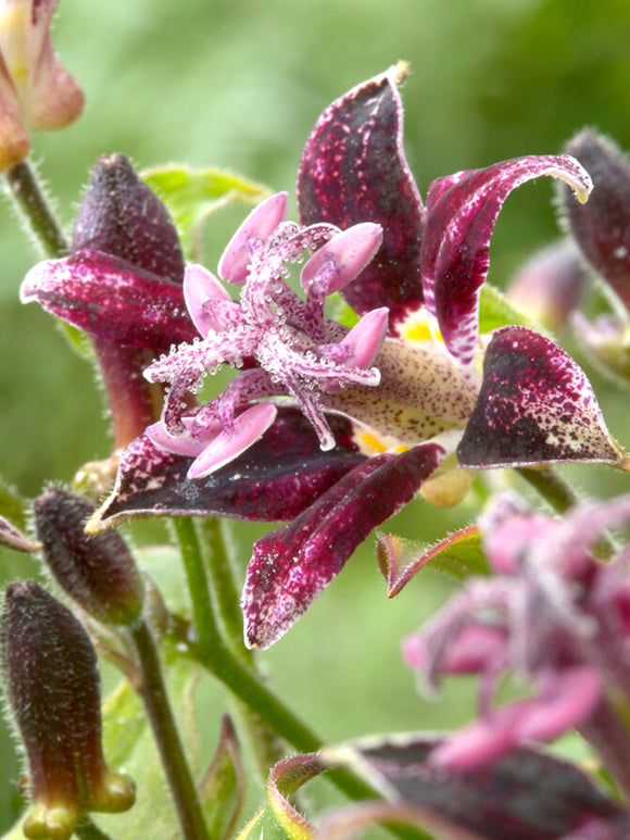 Tricyrtis Raspberry Mousse (Toad Lily)