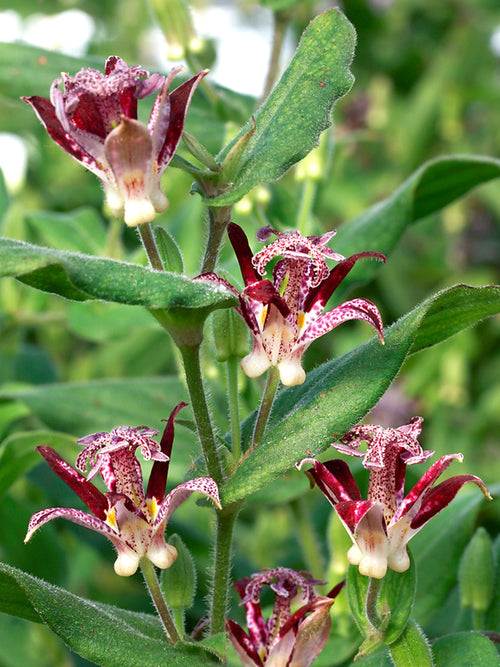 Tricyrtis Raspberry Mousse (Toad Lily)