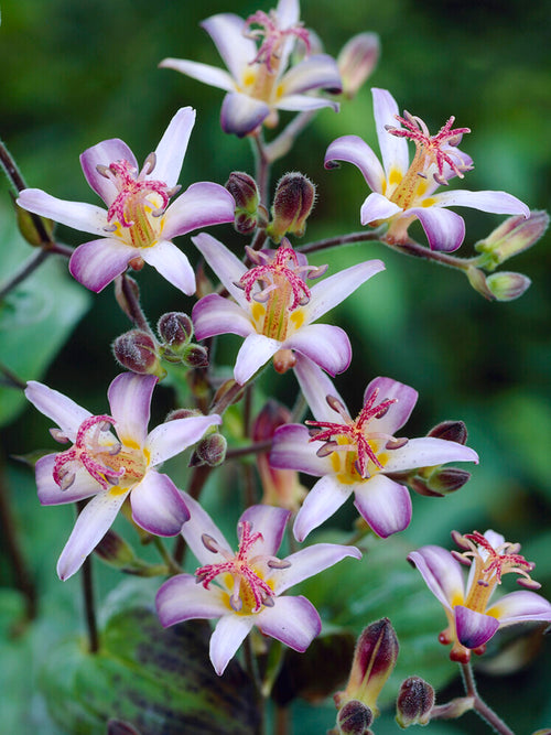 Tricyrtis Taiwan Adbane (Toad Lily)