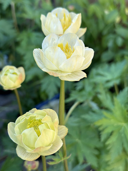Trollius Cheddar (Globeflower)