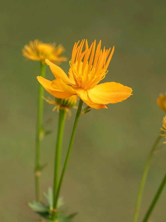 Trollius chinensis Golden Queen (Globeflower)